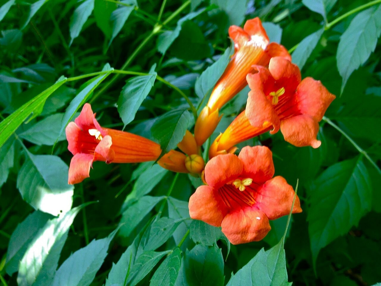 Trumpet Vine Seeds! Beautiful! Hummingbird Attractant! 25+ Seeds!