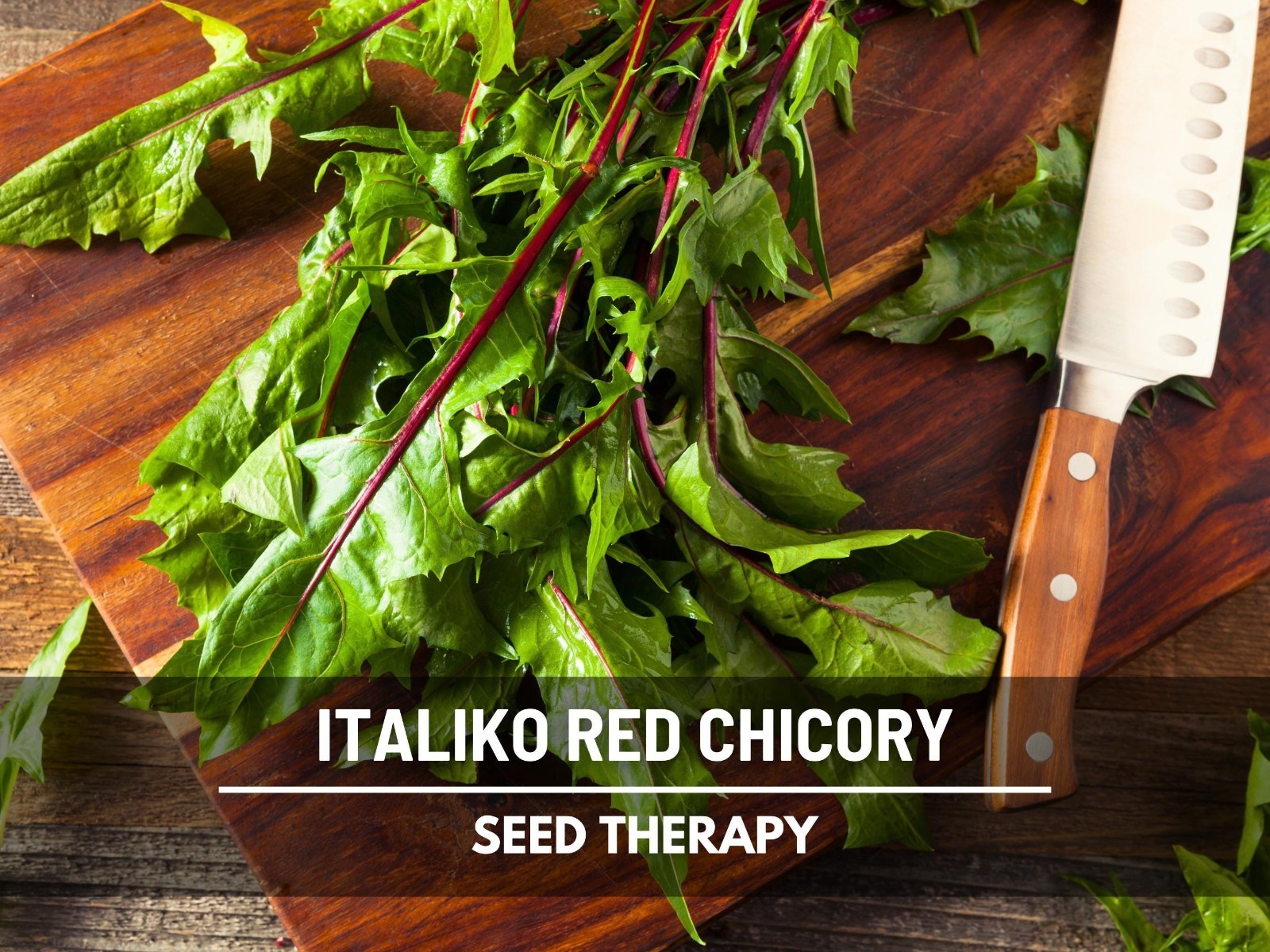 Red Italiko Chicory Seeds, Heirloom Culinary and Medicinal Herb, USA Grown
