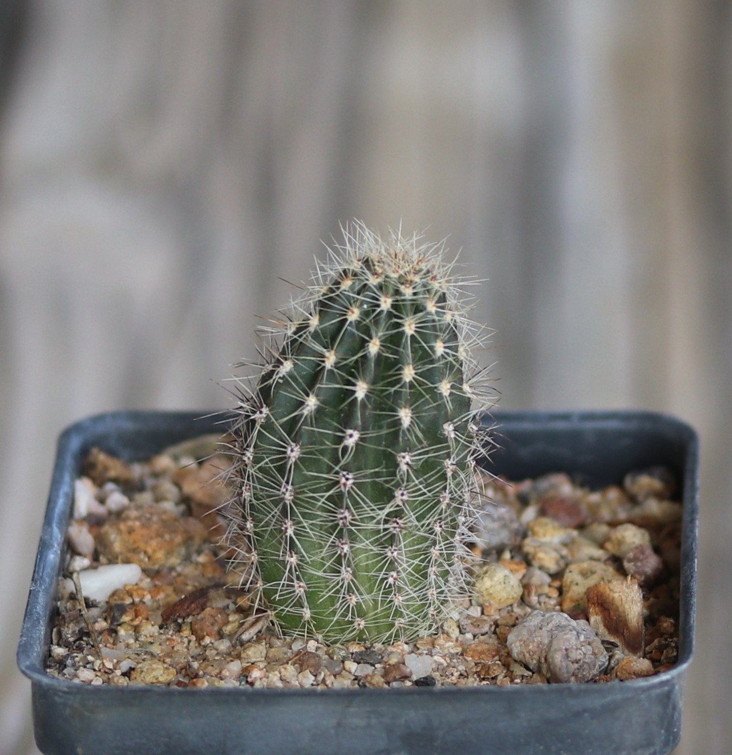 Echinopsis hybrid ‘Mike’