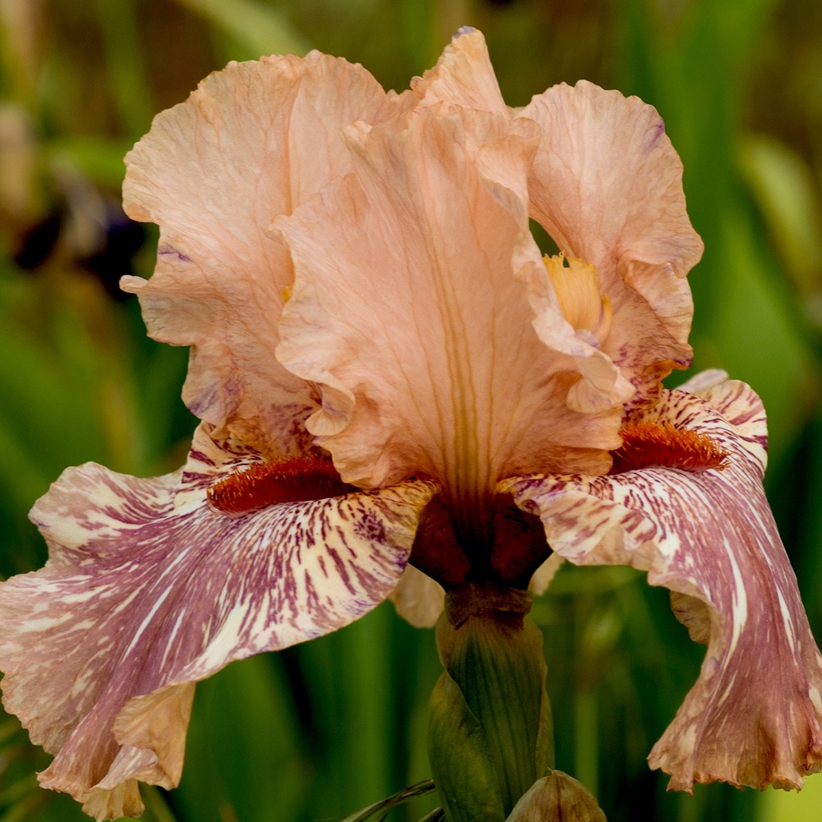 **BABOON BOTTOM** Tall Bearded Iris. Pre-Order, Combined Shipping: Jul – Sep