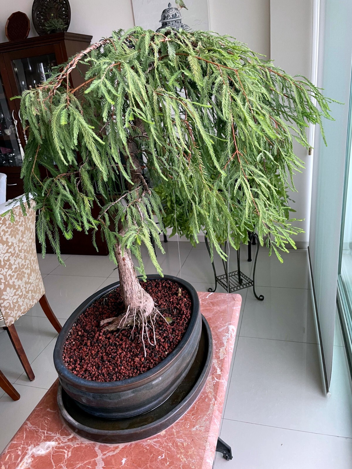 Montezuma Bald Marsh Cypress Tree Seeds (Taxodium mucronatum) Fast, Bonsai, Rare