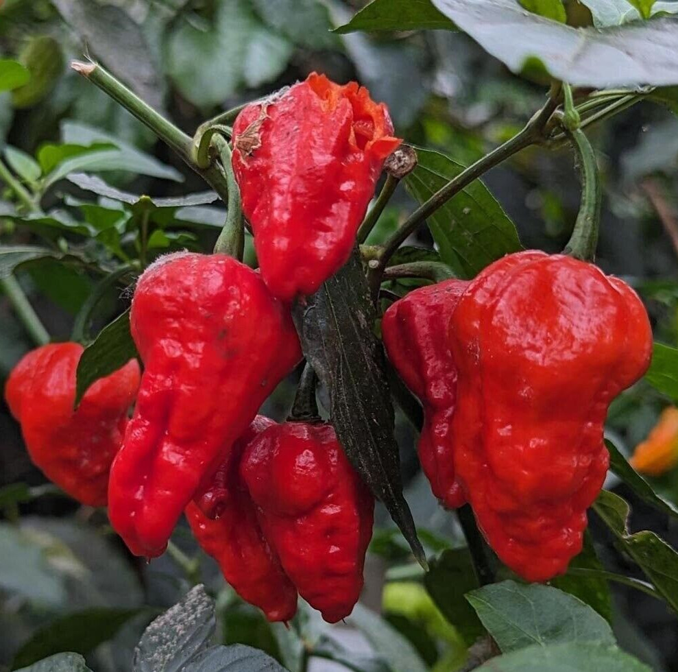 25 Choice Harvested Fresh Super-Hot Bhut Jolokia Red Premium Pepper Seeds-B 05