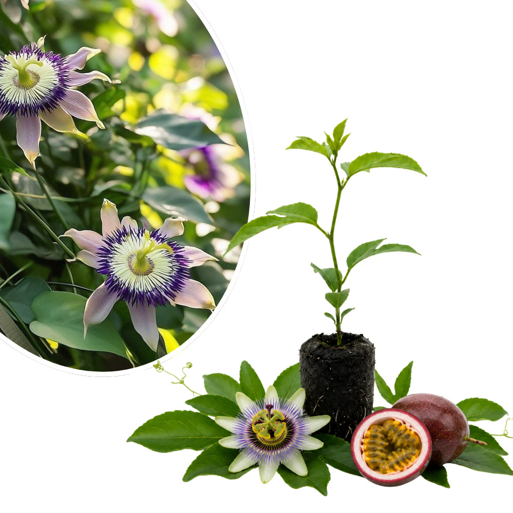 Passiflora Edulis Frederick Live Plant 4-6 Inches Rooted Passionfruit Vine