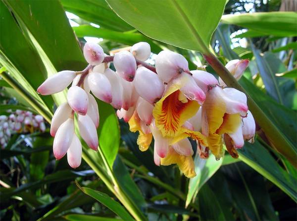 Lot of 4 Shell Ginger Rhizomes Alpinia Zerumbet Porcelain Lily Exotic Flower