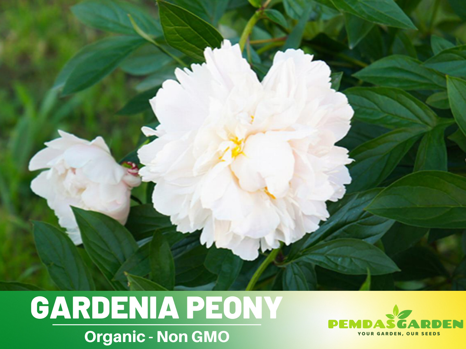 10+Seeds| Gardenia Peony Perennial Seeds #B045