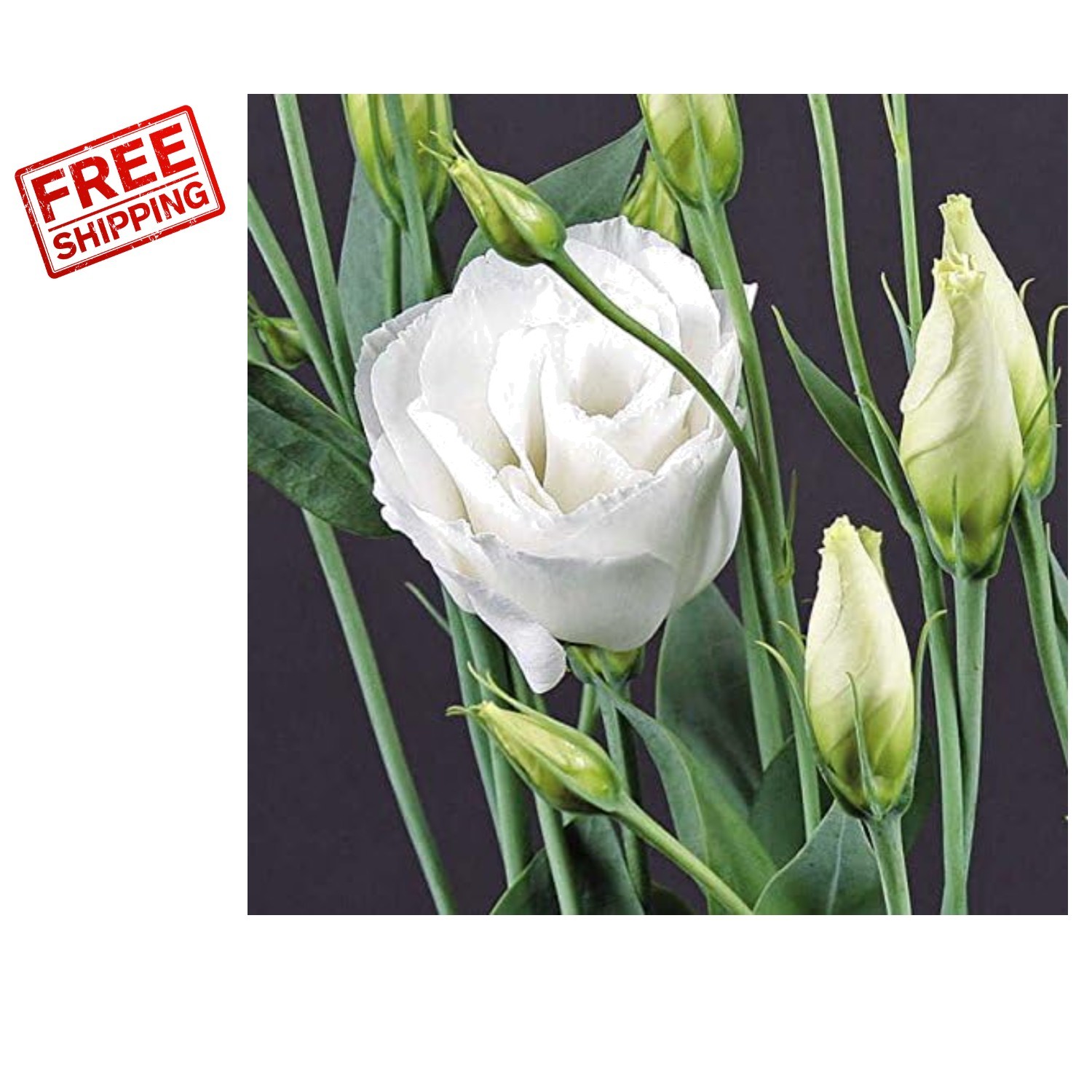 Vibrant 25 Count Lisianthus Flower Seeds – Charisma White for Your Garden