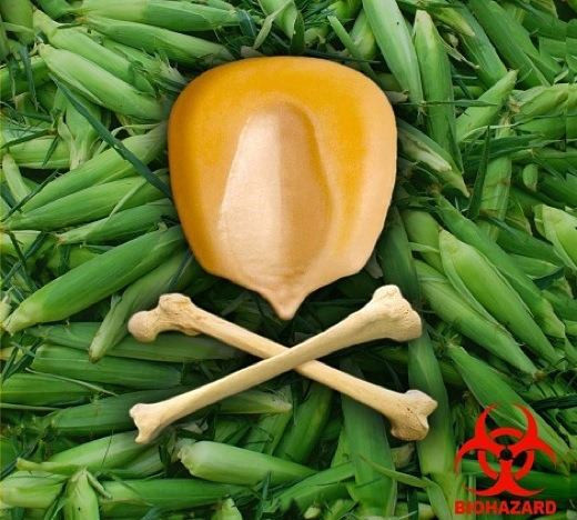 50 Cherokee Glass Gem Corn seeds heirloom non-GMO USA grown maize