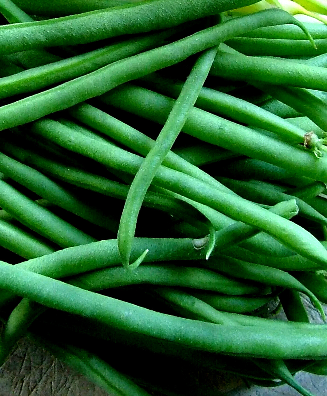 150+ BLUE LAKE BUSH GREEN BEAN SEEDS HEIRLOOM NON-GMO TASTY HARDY AUTUMN BULK
