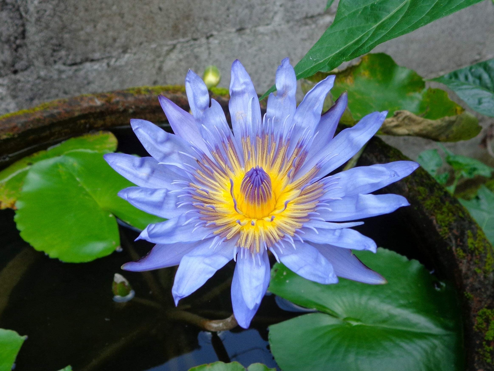 10 BLUE WATER LILY Pad Nymphaea Caerulea Asian Lotus Flower Pond Seeds *Comb S/H