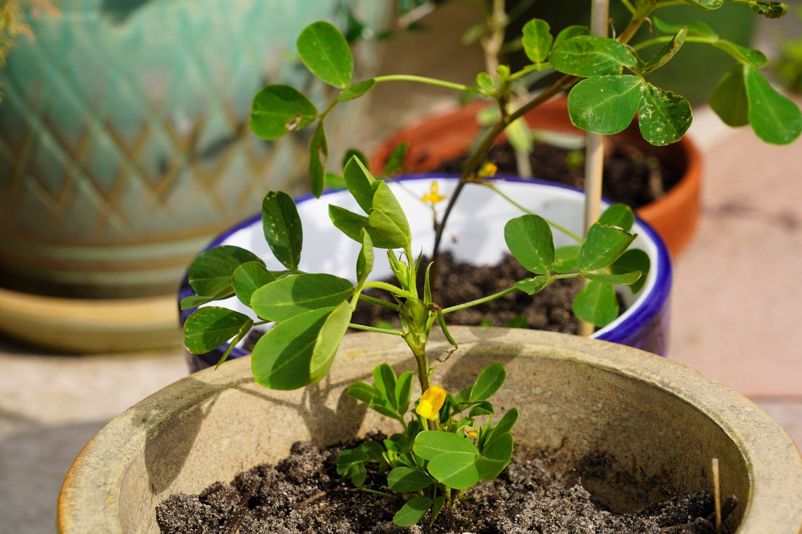 20 Seeds Early SPANISH PEANUT Arachis Hypogaea Perennial Nut Plant