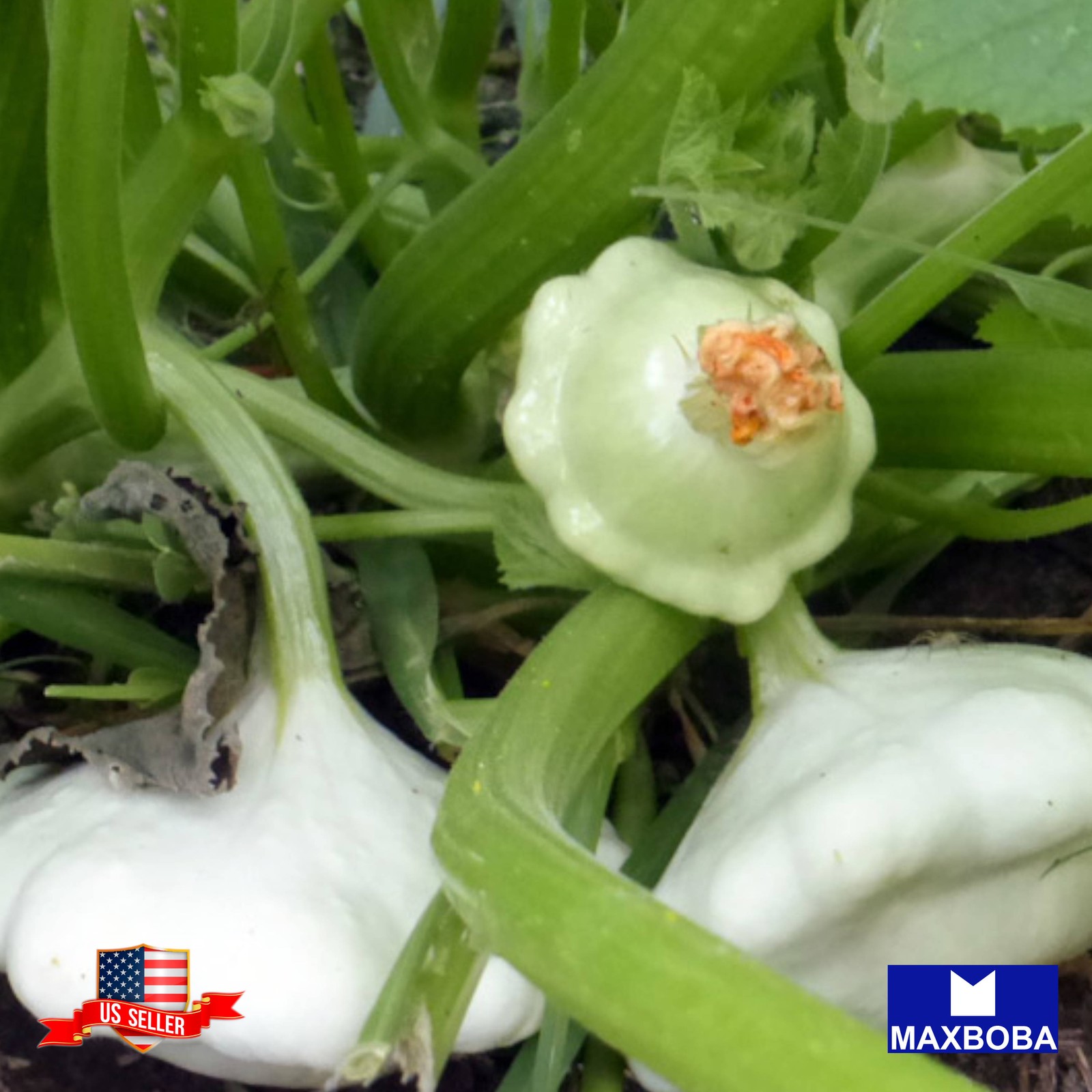 30+ Squash Seeds Summer Early White Bush Scallop Non-GMO Heirloom BOGO 50% OFF