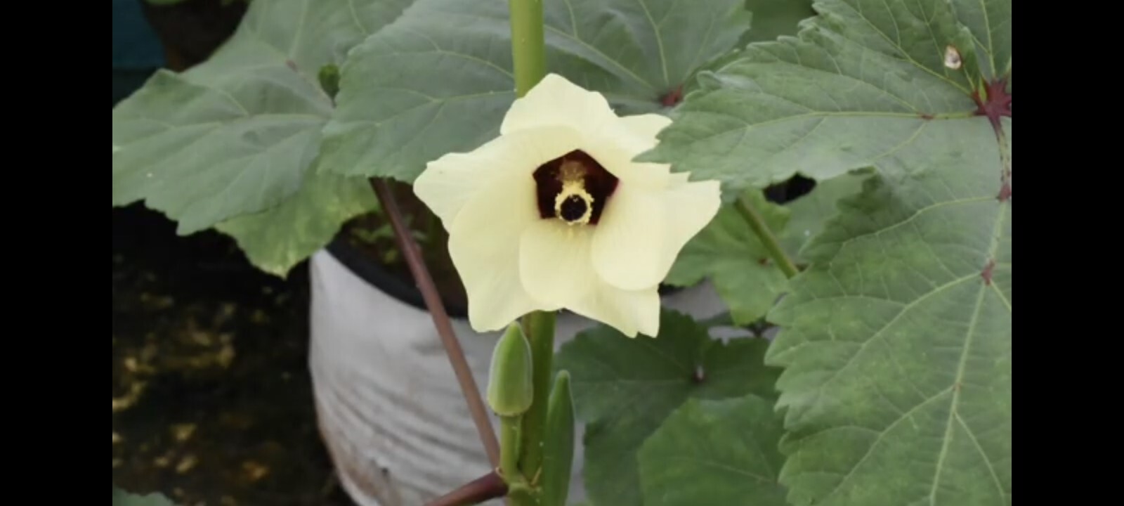 Indian Okra Bhendi vendaikai 20 Seeds Green, Long Pods heirloom OP