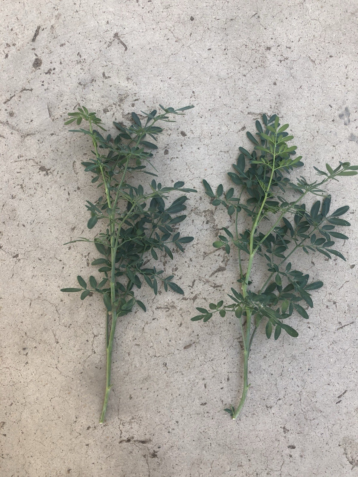 2pcs Rue Plant Cutting 8” Ruda Ruta Graveolens Ready To Plant