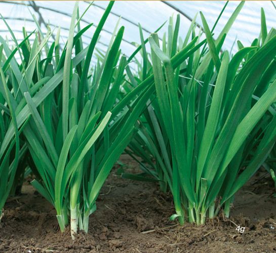 1000+ Herb Garden Seeds Variety Pack Cilantro Chives Fennel Onion Mix