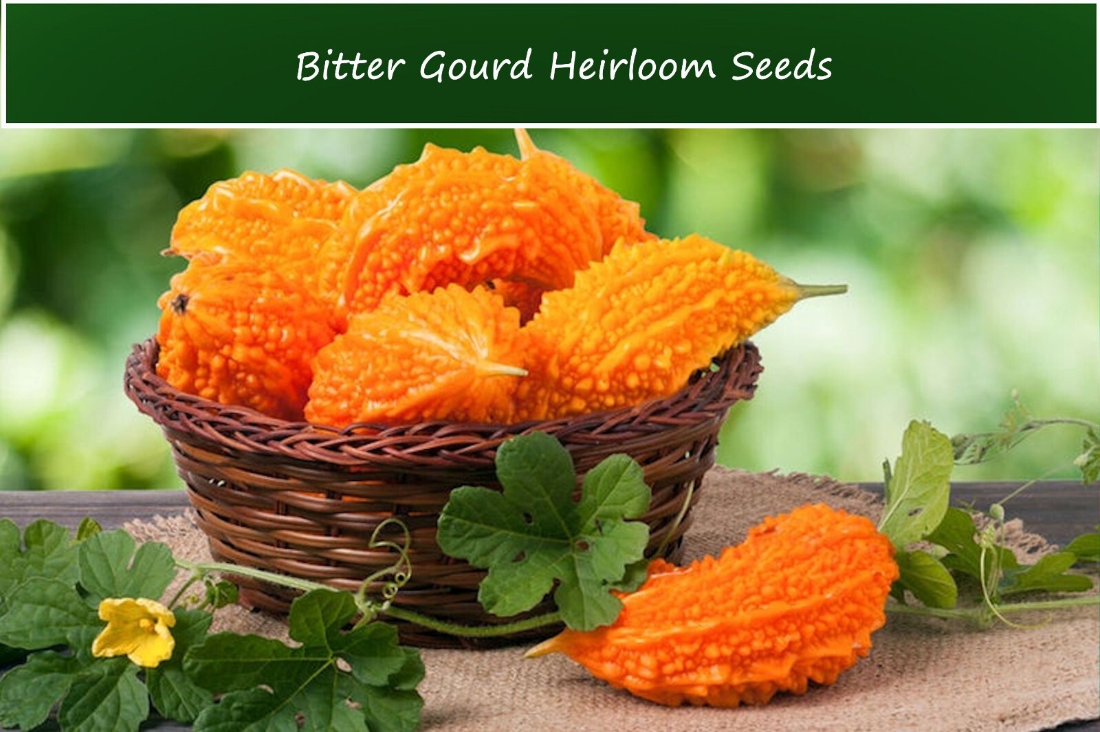Tropical Gourd Seeds -Bitter Melon 10 Seeds Momordica charantia var muricata