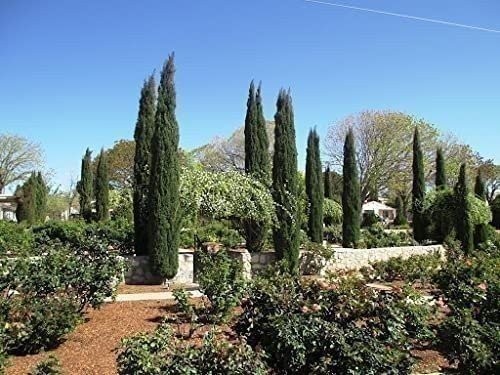 Italian Cypress | 3 Gallon | Cupressus sempervirens | Low Maintenance | Hardy