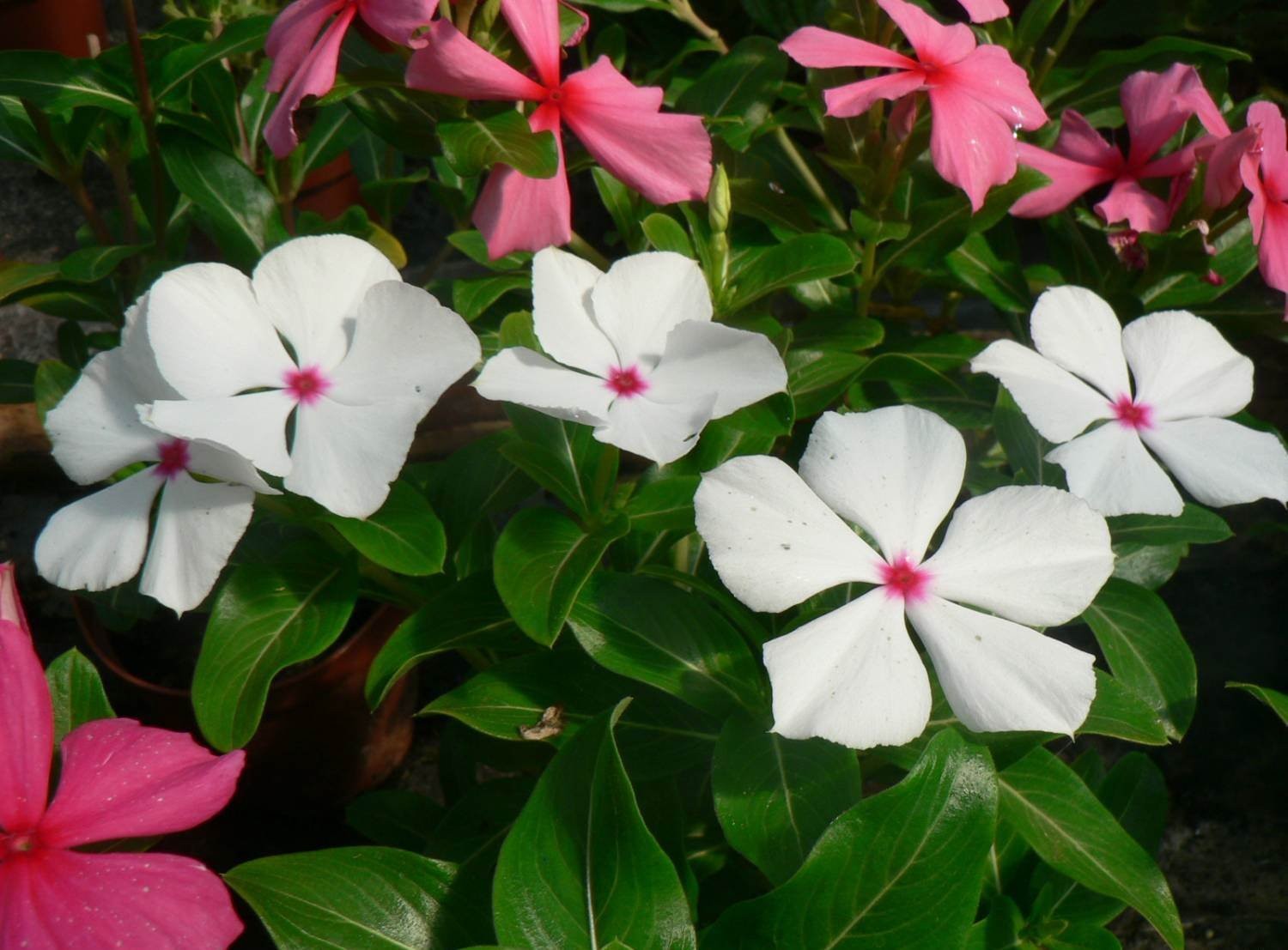 : Seeds Periwinkle Madagascar Mix/Vinca Rosea/Perennial Flowers