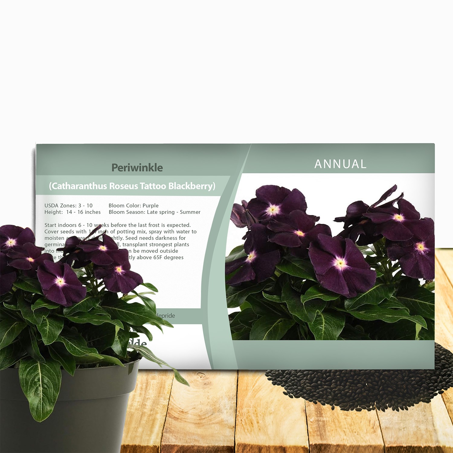 50 Seeds Dark Purple Periwinkle Vinca Seeds For Planting – Flower Seeds For