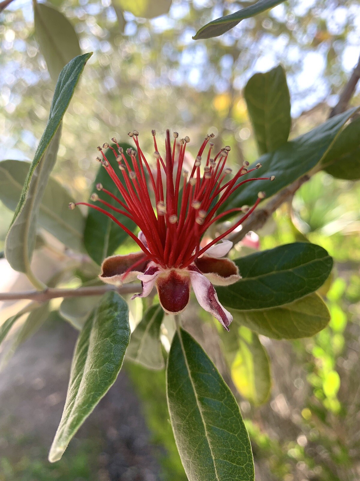 Feijoa Sellowiana, Pineapple Guava – 40 Seeds 2023 – USA