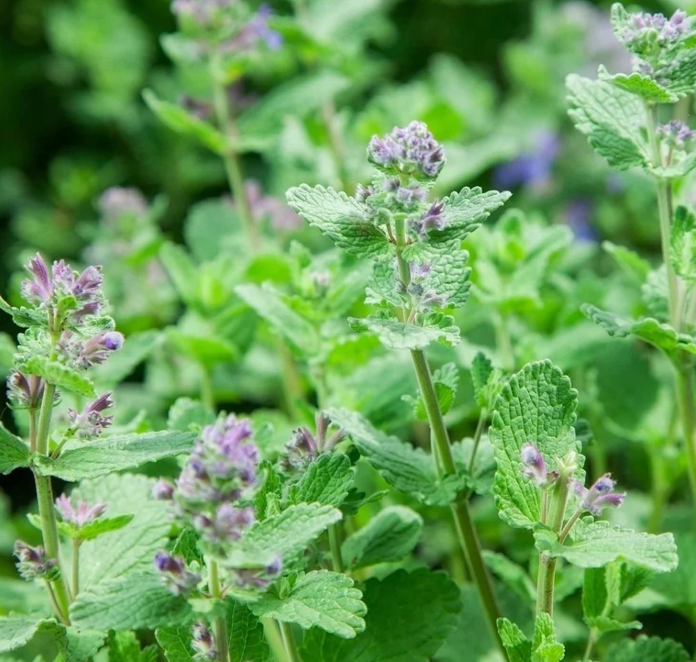 600+ Count Catnip Perennial Herb Seeds Non-GMO, 2025 USA