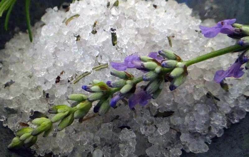 Common English Vera Lavender Herb Flower 200 – 1 Oz Seeds Fragrant Pollinator