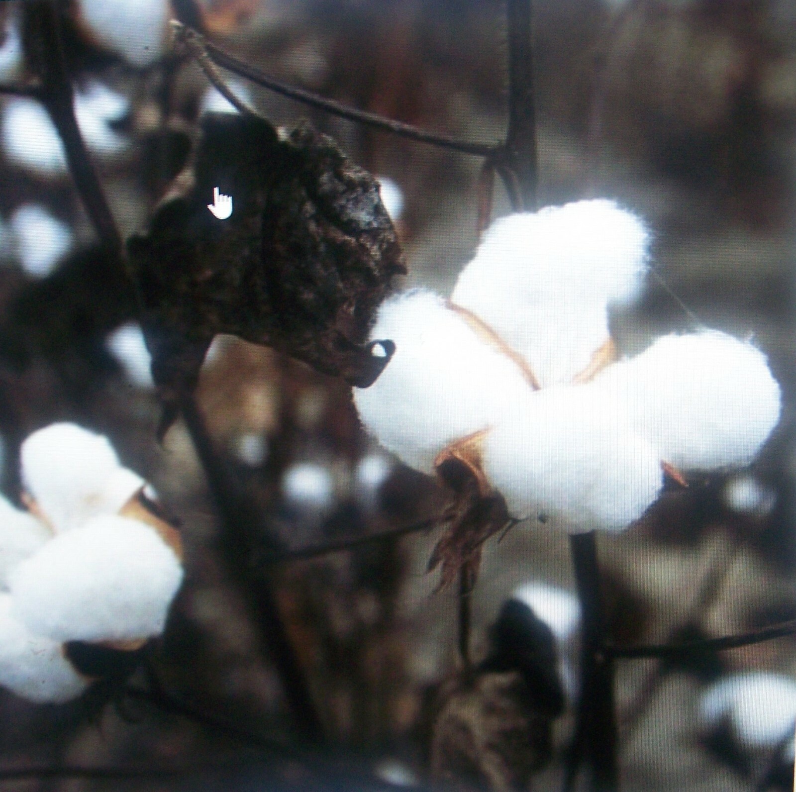 30 White Cotton Seed Pink Blooms Heirloom Ornamental Benefits St. Jude