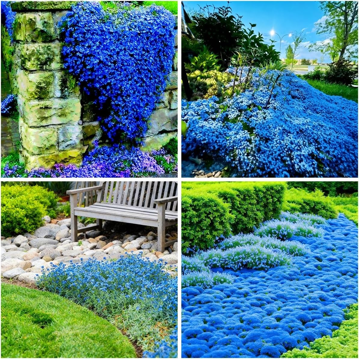 15000+ Blue Creeping Thyme Seeds Ground Cover,Blue Woolly Thyme Seeds Non-GMO He