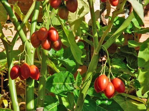 Solanum betaceum | Tree Tomato | 20 Seeds