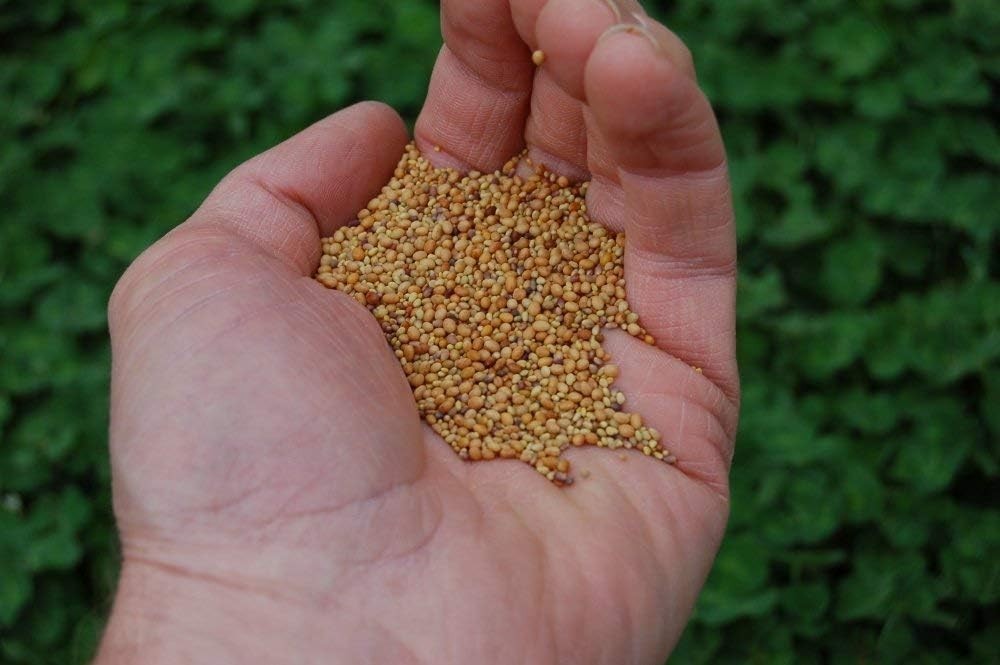 Three-Part Clover Blend – Beauty, Cover, Natural Attractant