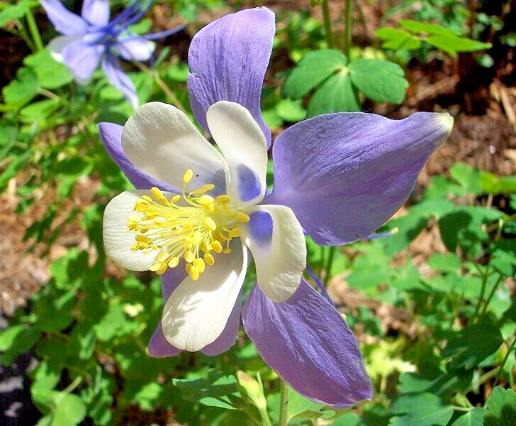 COLUMBINE MIX, 202+ SEEDS, ALL KINDS AND COLORS, AQUILEGIA, easy to grow, USA