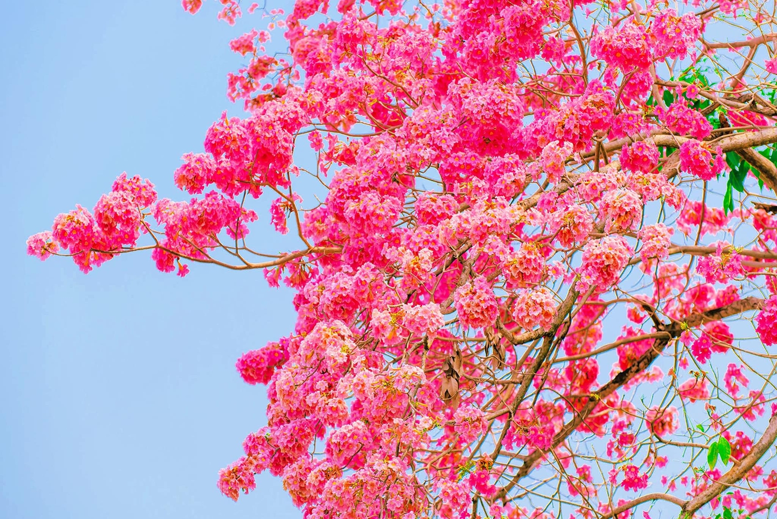 Pink Trumpet Tree Seeds for Planting – 30 Seeds – Tabebuia rosea