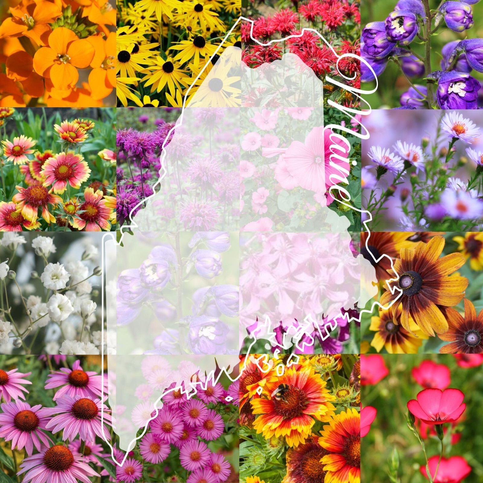 Maine Wildflower Seed Mix 1/2 lb Covers 1,000 Sq Ft Pollinator Garden Seeds