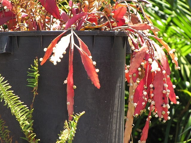 Rhipsalis ramulosa | Red Mistletoe Cactus | 10 Seeds