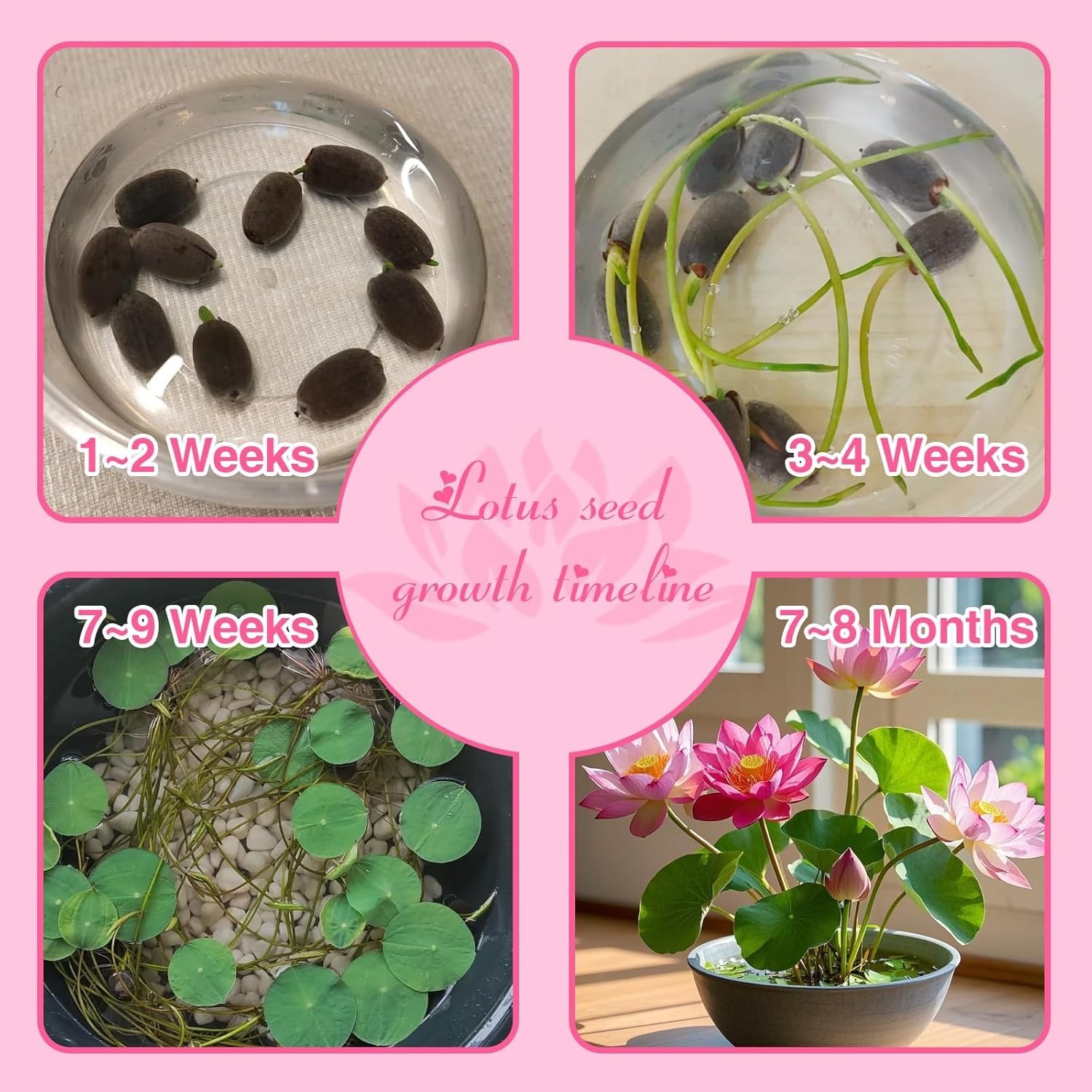 200Pcs Lotus Seeds for Planting – 10 Unique Varieties, Mixed Colors, Includes De
