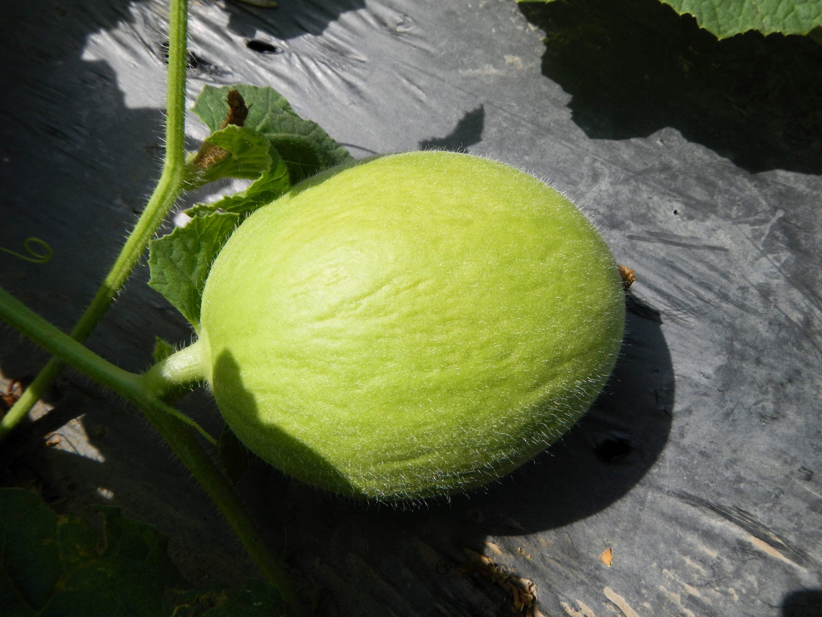 30 CRENSHAW MELON Muskmelon Cranshaw Cucumis Melo Fruit Seeds *Flat S/H