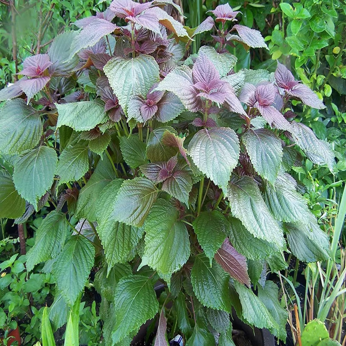 400+Purple Shiso Seeds Purple perilla Zisu Tia To Tim Beefsteak /Sesame leaf USA