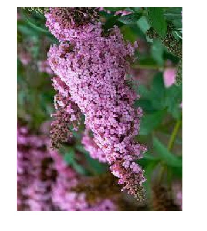 500 + Seeds of PINK Delight Butterfly Budhelia Bush True Perennial USA Seller