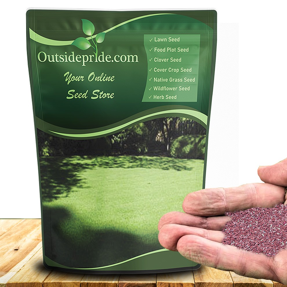2 LBS – OptiGrowth Coated Poa Supina Grass Seed Blend – Shade Grass Seed