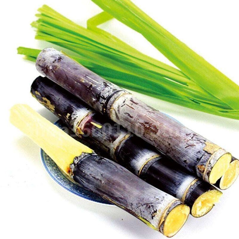 SUGAR CANE SEEDS * 6-18 FEET TALL * Rum Syrup Rock Candy