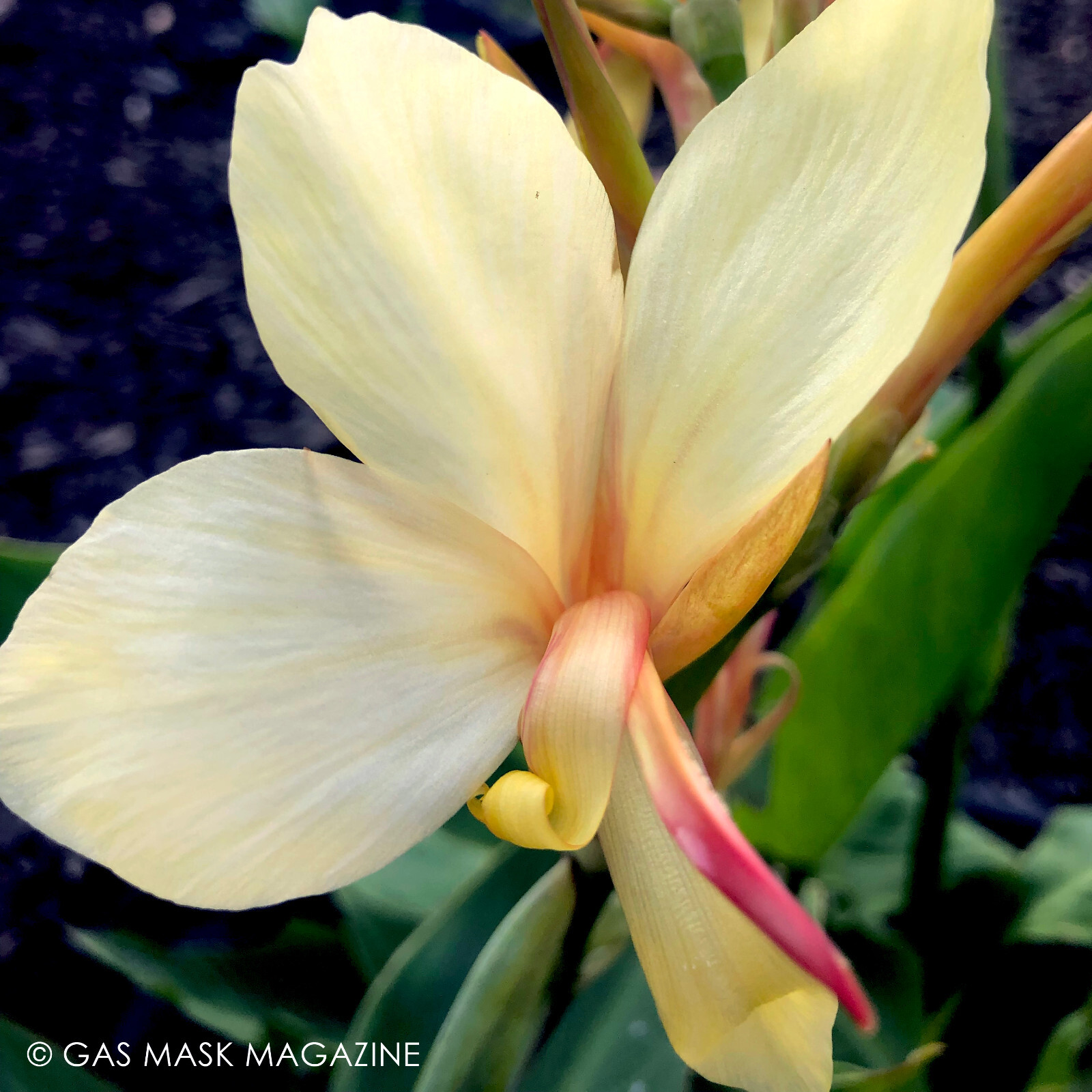 Canna Lily Rhizome, Davia (Creamy Yellow Blooms)