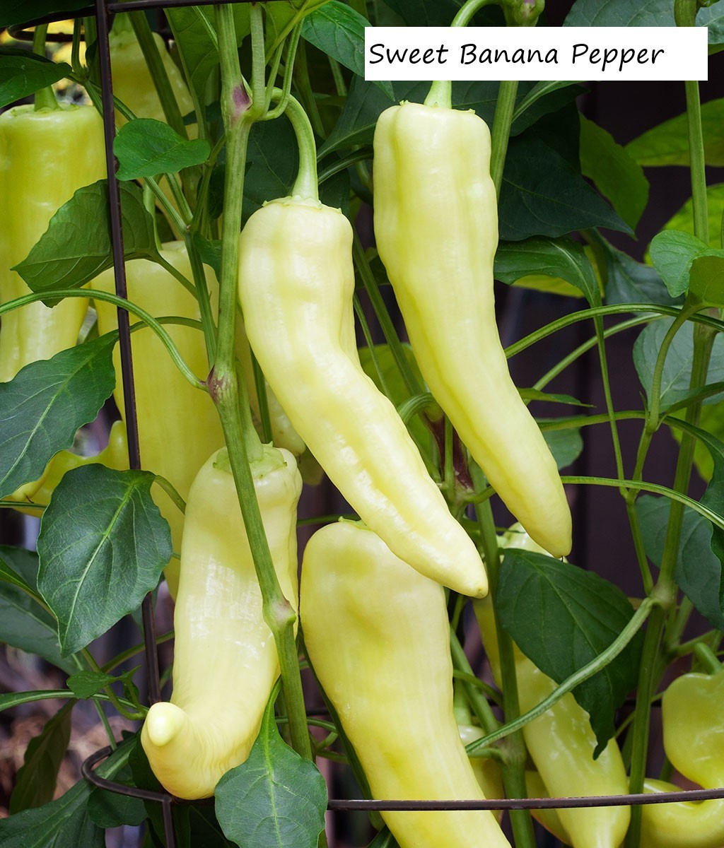 Heirloom Pepper Seeds – Many Unusual Varieties – One Shipping Charge