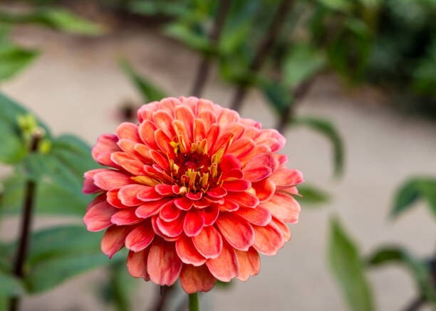 100 CALIFORNIA GIANTS ZINNIA SEED MIX |2026 SALE FREE SHIPPING NON GMO HEIRLOOM