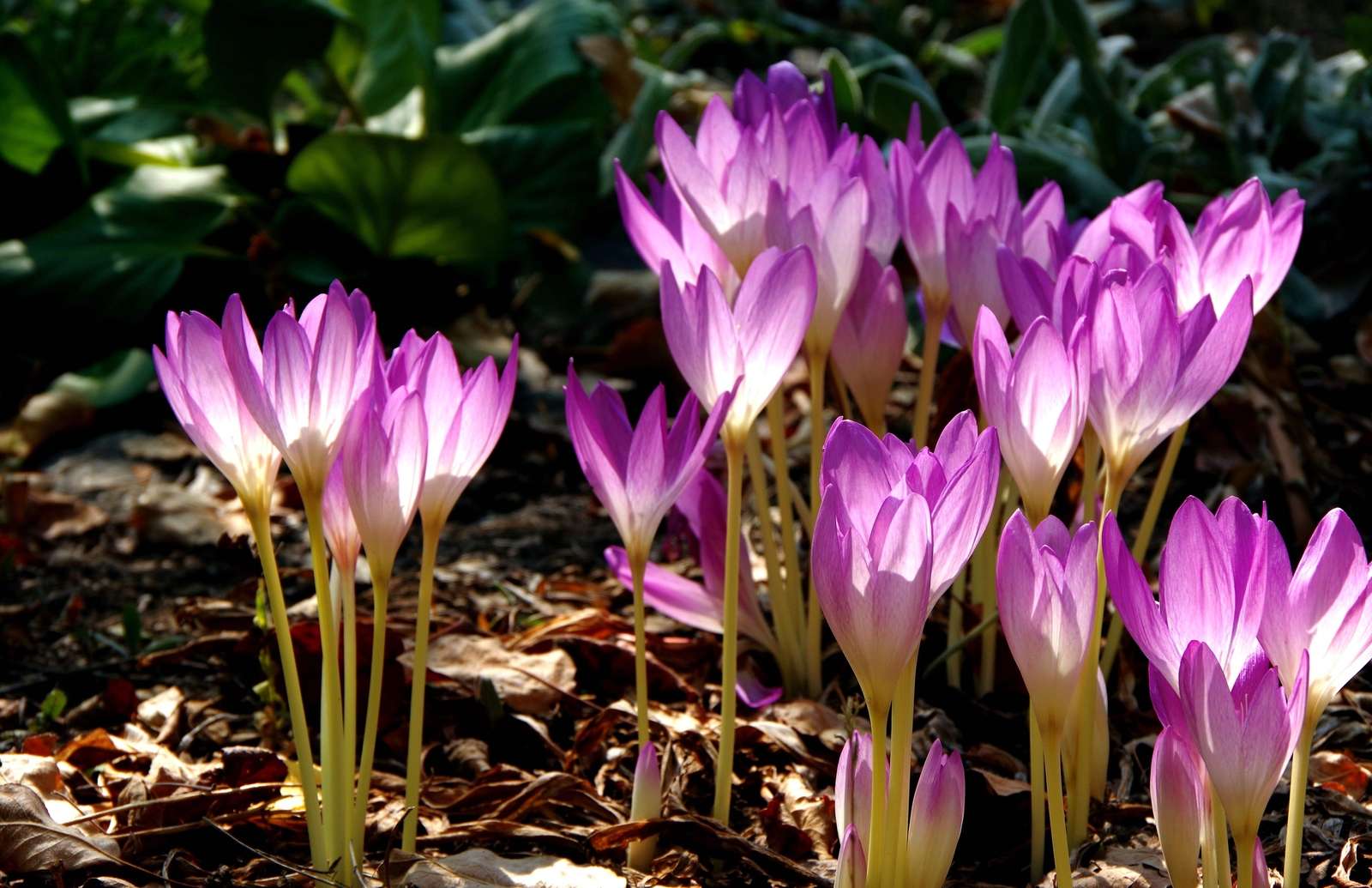 10 AUTUMN CROCUS Colchicum Autumnale Meadow Saffron Flower Seeds *Comb S/H