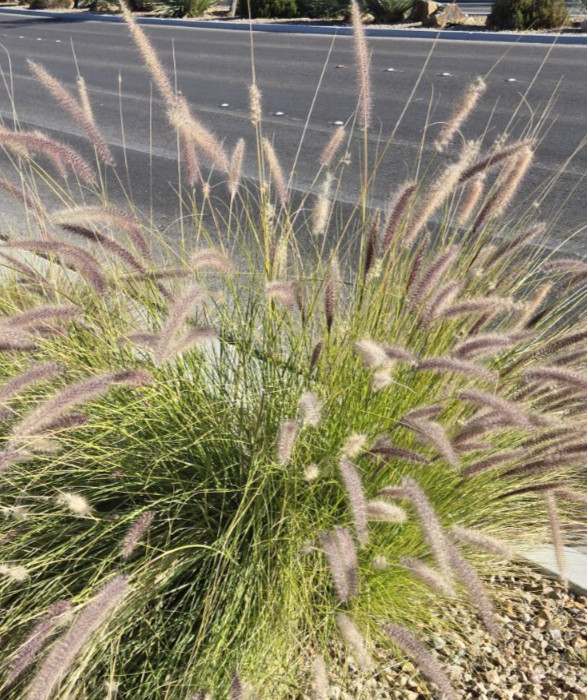 Chinese Pennisetum Fountain Ornamental Grass Seeds – 50 Seeds, Perennial