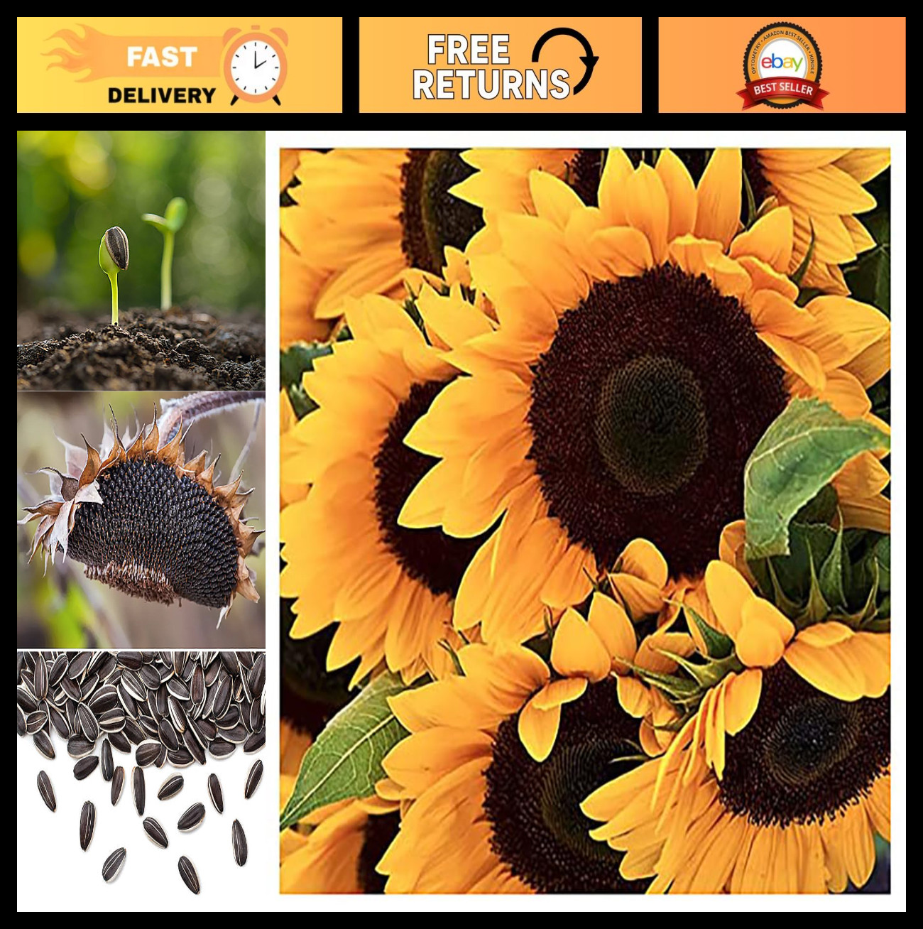 Mammoth Grey Striped Giant Sunflower Seeds – Attract Bees & Butterflies, 1 lb