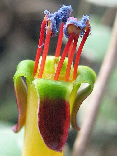 Fuchsia procumbens | Creeping, Climbing or Trailing Fuchsia | 5 Seeds