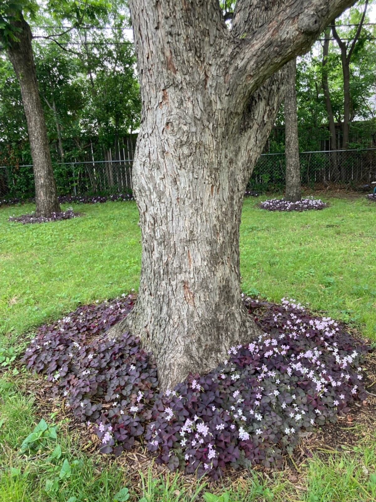 16 Oxalis Triangularis Purple shamrock rhizomes/bulbs