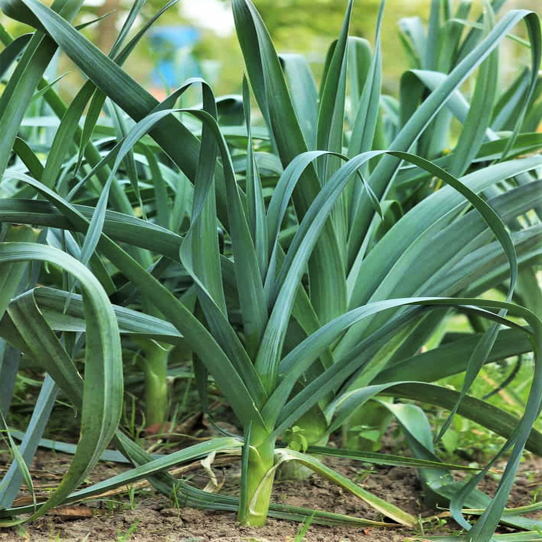 American Flag Leek Seeds | Ramps Scallion Green Onion Garden Vegetable Seed 2024