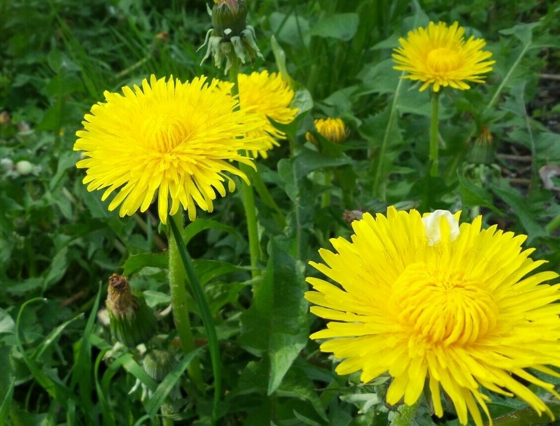 1000+ DANDELION SEEDS AUTUMN MICROGREENS SALADS HERB ORGANIC PERENNIAL NON-GMO