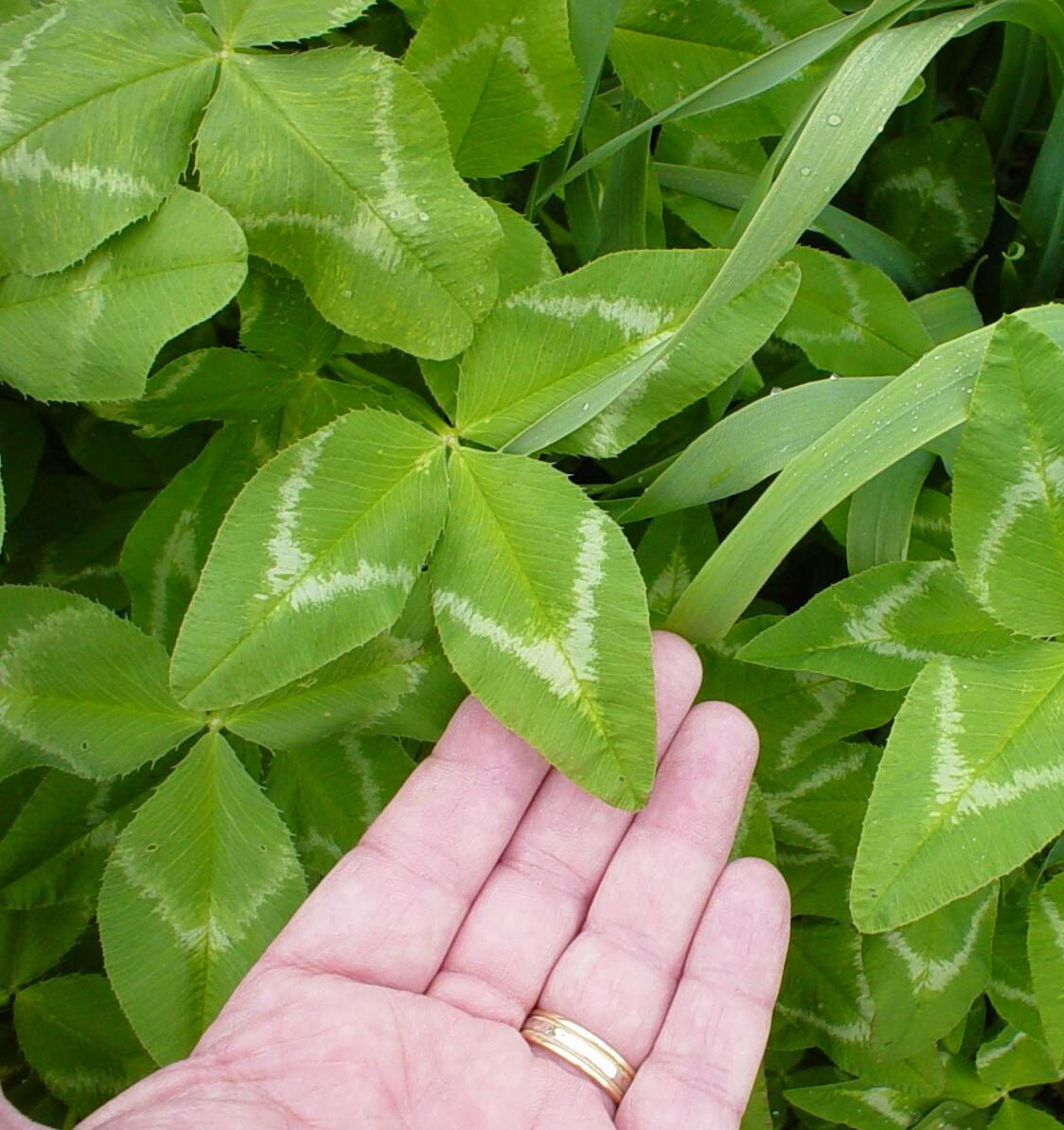 Apache Arrowleaf Clover Food Plot Seeds – 50 Lbs.